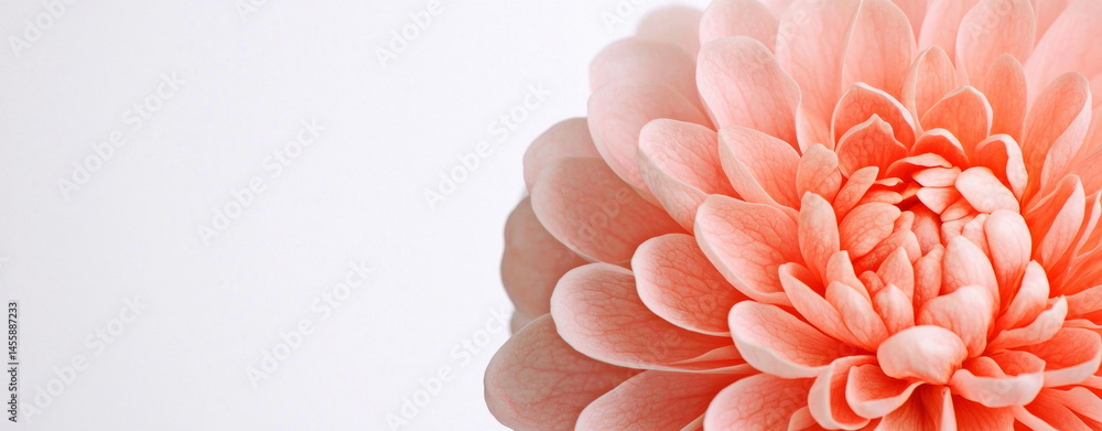 Poster the delicate petals of a peach colored dahlia unfurl in exquisite detail against a bright, soft whit