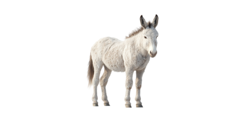Donkey. Symbol Of Hard Work And Resilience In Agriculture Isolated On Transparent Background