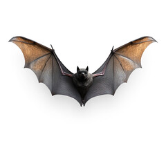 Black Bat with Outstretched Wings on a Transparent Background