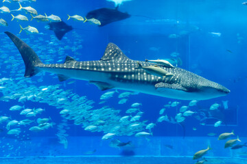 ジンベエザメ・熱帯の魚たち（沖縄県・本部町）