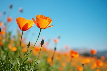 Obraz premium Vibrant orange California poppies bloom against a clear azure sky , blossom, bright, bloom