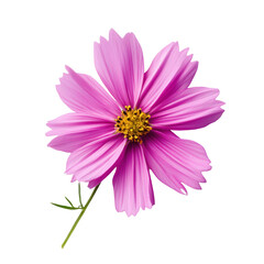 Beautiful pink cosmos flower with delicate petals and vibrant yellow center on a green stem against a clean background