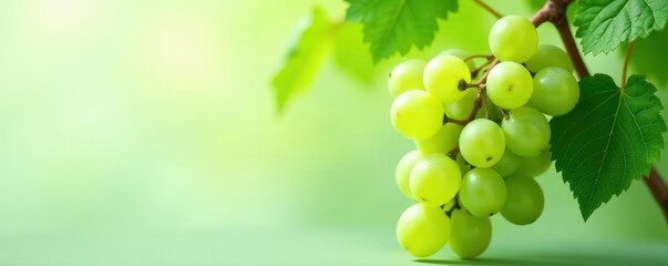Obraz premium Fresh green grapes with vine leaves, light background , leaf, ripe