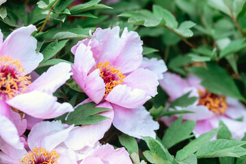 Obraz premium Beautiful peonies bloom among lush green leaves in a vibrant garden setting