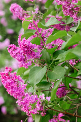 Purple lilac blooms surrounded by lush green leaves in spring sunlight