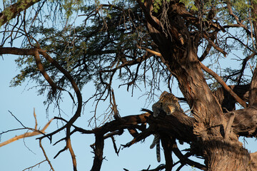 Leopard in a tree at chobe national park botswana