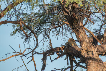Leopard in a tree at chobe national park botswana