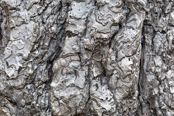 Extreme close-up detail of completely carbonized tree bark, showcasing the abstract patterns created by intense heat during a forest fire event.