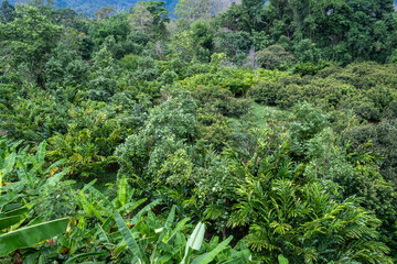 A dense and vibrant forest filled with a variety of trees