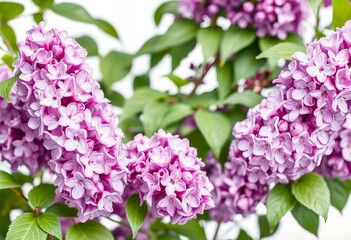 Obraz premium Showing Lilacs in full bloom, high quality
