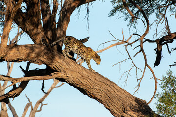 female leopard climbing down acacia tree at chobe game reserve in botswana