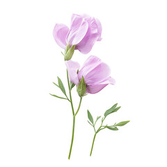 Fototapeta premium Beautiful pink flowers with delicate petals and green leaves on a white background illustrating nature's elegance