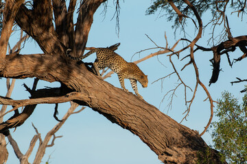 female leopard climbing down acacia tree at chobe game reserve in botswana