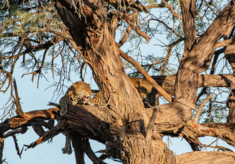 Leopard couple (Panthera pardus) in an acacia tree in chobe national park of botswana
