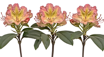 Three vibrant rhododendrons, showcasing a blend of peach and yellow hues