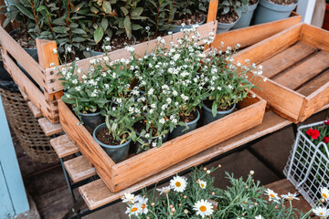 Vibrant small potted flowers displayed in wooden crates at a market