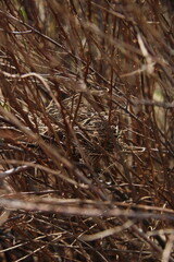 Fototapeta premium the branches of the bushes in it are a small nest for birds,