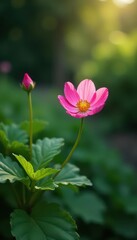 Fototapeta premium Single pink flower blooming quietly in garden's peaceful corner , petals, nature, peaceful