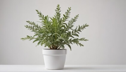 Obraz premium A vibrant potted sage plant against a pure white backdrop , botanical, aromatherapy