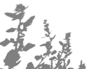 The shadow of a hollyhock bush on a white wall. A black and white image to overlay on a photo or mockup