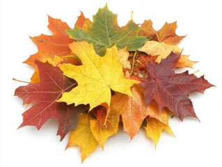Obraz premium Pile of colorful maple leaves on transparent background