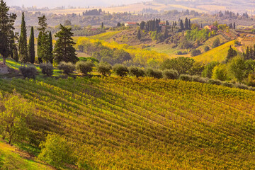 Tuscan autumn panoramic landscape with vineyards, cypress trees, houses in Tuscany, Italy, Europe