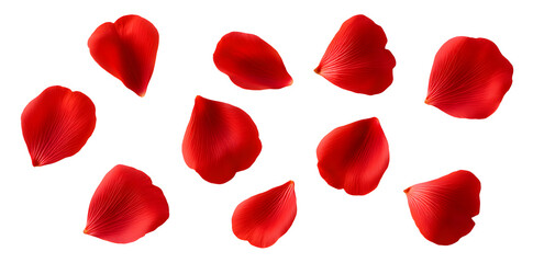 Collection of soft red flower petals, isolated on a white background
