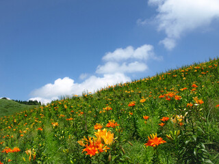 滋賀県のびわこ箱館山ゆり園、高島市のゆり園、びわこ箱館山ゆり園、夏の花畑、滋賀県高島市
