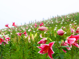 満開の百合の花、ピンクのユリ、滋賀県のびわこ箱館山ゆり園、高島市のゆり園、びわこ箱館山ゆり園、夏の花畑、滋賀県高島市