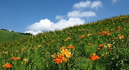 滋賀県のびわこ箱館山ゆり園、高島市のゆり園、びわこ箱館山ゆり園、夏の花畑、滋賀県高島市