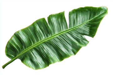 Isolated vibrant green banana leaf on a clean white studio background view