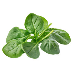 Fototapeta premium Fresh spinach leaves arranged neatly on a white background showcasing vibrant green colors and healthy texture