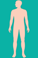 Fototapeta premium Human male figure outline, anatomical reference, vector illustration.