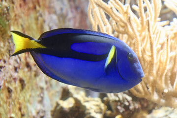 ナンヨウハギ・熱帯の魚たち（沖縄県・本部町）