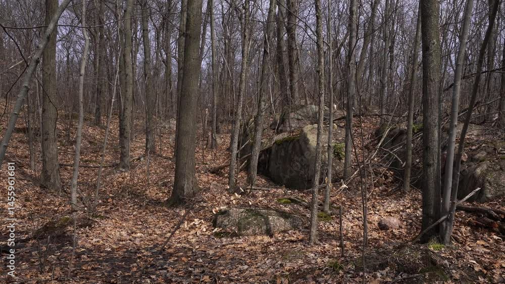 Poster several leafless trees at the beginning of spring with rocks of different shapes that create a beaut