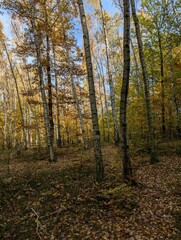 Obraz premium color autumn forest
