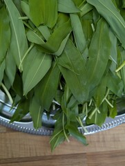 wild garlic plant