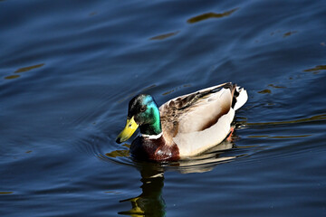 Wild drake in spring on a forest lake.