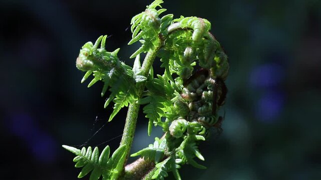 Close up of a Bracken Frond, Pteridium aquilinum, unfurling in Spring. UK