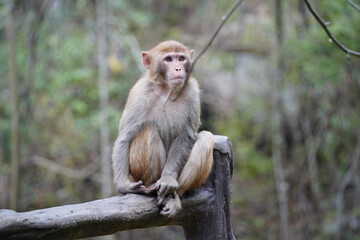 Monkey in Nature – Various Poses and Expressions