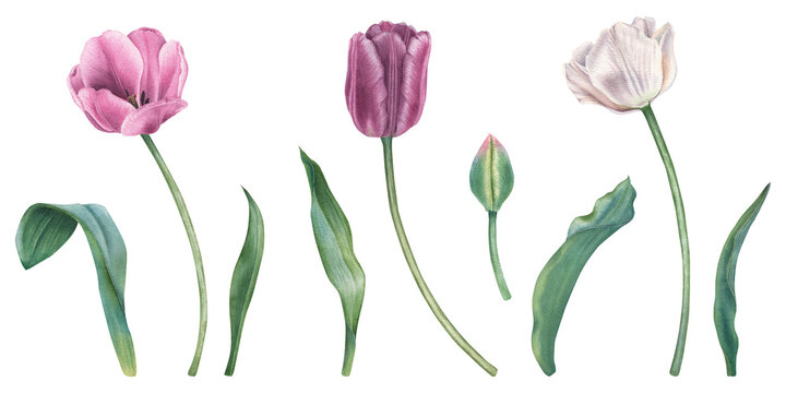 Purple blooming tulips with green stems and leaves. Hand drawn watercolor illustration of spring flowers on isolated background. Floral and nature theme. Use for invitation, wedding, greeting cards