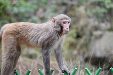 Obraz premium Monkey in Nature – Various Poses and Expressions