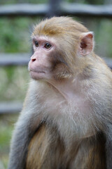 Monkey in Nature – Various Poses and Expressions