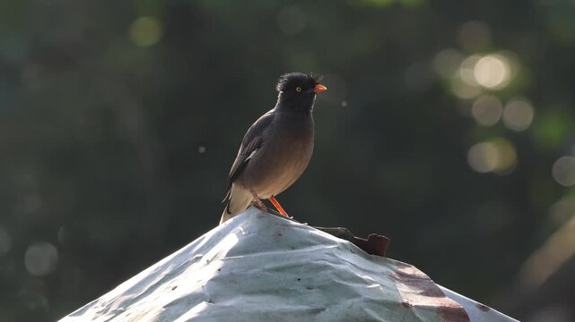 4k footage of jungle myna. jungle myna is a myna, a member of the starling family.this video was taken from Bangladesh.