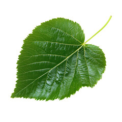 Obraz premium Large green leaf with intricate veins isolated on a white background showcasing natural beauty and detail