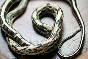 close-up of snake on the wood