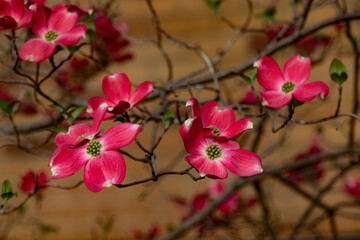 pink and white flower
