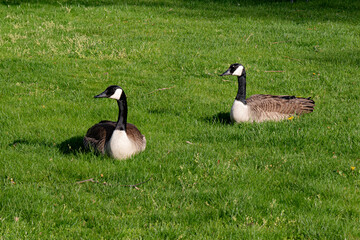 canadian geese on green grass