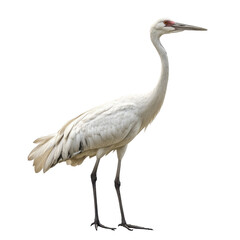 Obraz premium Elegant white crane standing tall against a plain background during a calm moment in nature