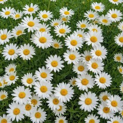 Fototapeta premium A vibrant cluster of daisies in a lush green field , bright, sunlight